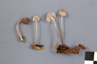 Mycena rubromarginata image